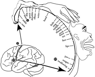 Illustration for article titled How your brain sees your body: Meet the cortical homunculus